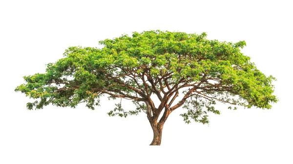 Albero pluviale (Albizia saman), albero tropicale nel nord-est di Tha — Foto Stock