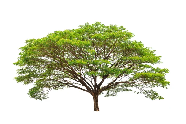 Rain tree (Albizia saman), tropical tree in the northeast of Tha — Zdjęcie stockowe