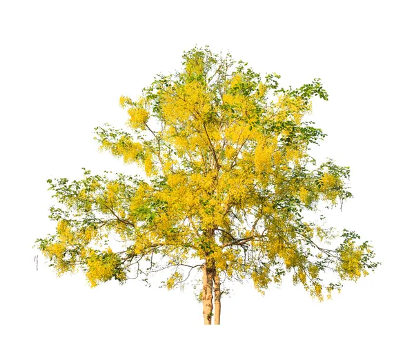 Copac de duș de aur (fistula Cassia), copac tropical în nord — Fotografie, imagine de stoc
