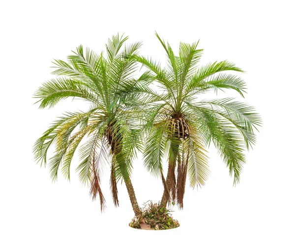 Palm tree isolated on white background — Stock Photo, Image