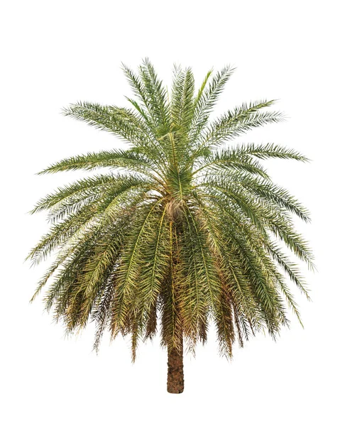 Date palm (Phoenix dactylifera), tropical tree in the northeast — Stok fotoğraf