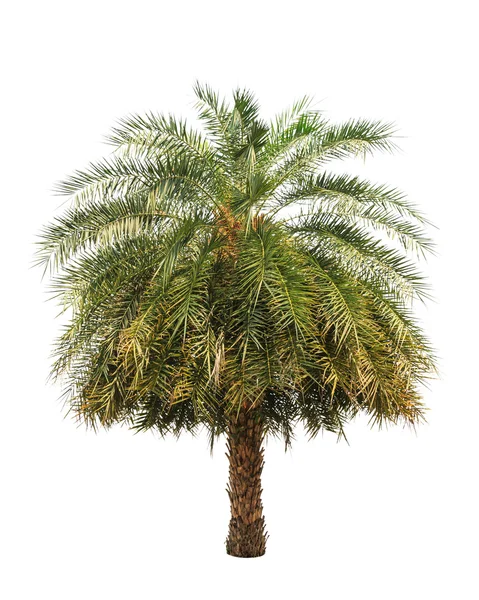 Date palm (Phoenix dactylifera), tropical tree in the northeast — Stok fotoğraf