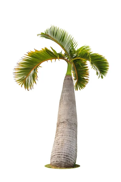Пальма ізольована на білому тлі — стокове фото