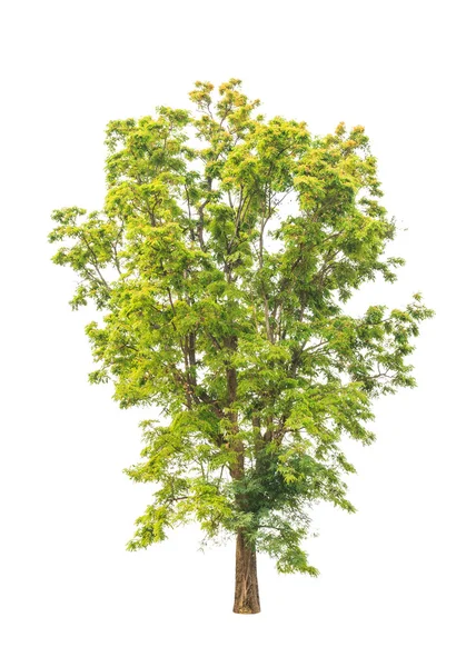 Pterocarpus indicus conocido por varios nombres comunes, incluyendo Amb — Foto de Stock