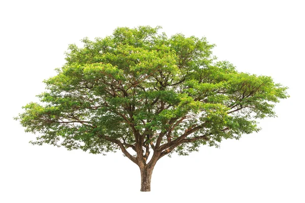 Rain tree (Albizia saman), tropical tree in the northeast of Tha — Stock Photo, Image