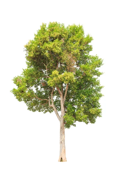 Irvingia malayana também conhecida como amêndoa selvagem, florescendo tropical — Fotografia de Stock