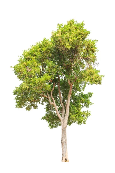 Irvingia malayana également connu sous le nom d'amande sauvage, floraison tropicale — Photo