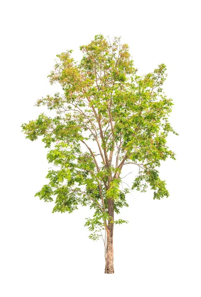 Pterocarpus indicus conhecido por vários nomes comuns, incluindo Amb — Fotografia de Stock