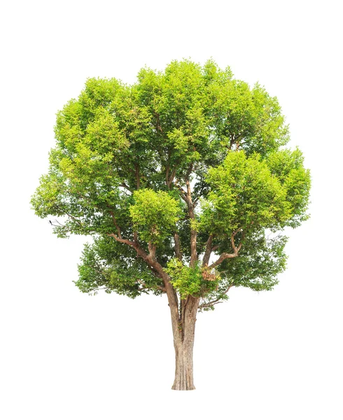 Irvingia malayana auch bekannt als wilde Mandel, tropischer Baum in der — Stockfoto