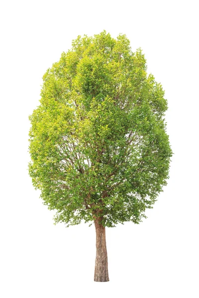Irvingia malayana auch bekannt als wilde Mandel, tropischer Baum in der — Stockfoto