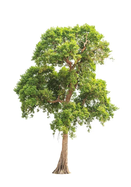 Irvingia malayana también conocida como almendra silvestre, árbol tropical en th — Foto de Stock