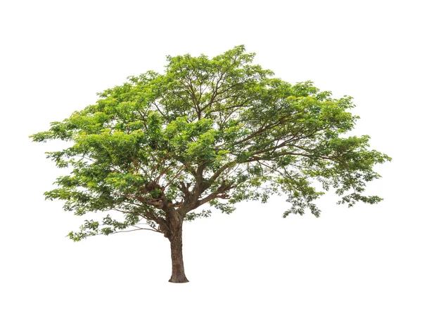 Albero pluviale (Albizia saman), albero tropicale nel nord-est di Tha — Foto Stock