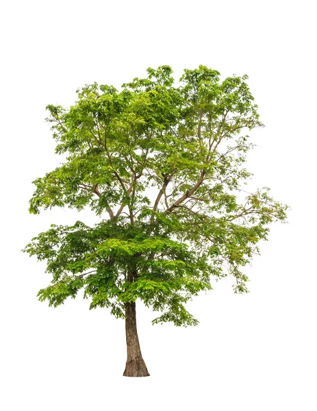 Arbre tropical dans le nord-est de la Thaïlande isolé sur bac blanc — Photo