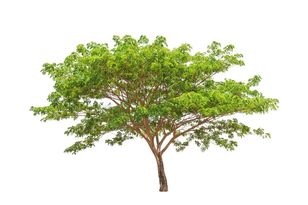 Rain tree (Albizia saman), tropical tree in the northeast of Tha — Zdjęcie stockowe