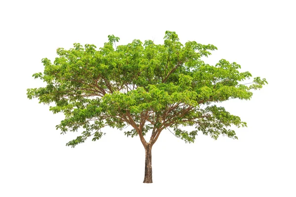 Rain tree (Albizia saman), tropical tree in the northeast of Tha — Stockfoto