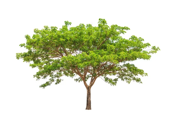 Regenbaum (albizia saman), tropischer Baum im Nordosten des Landes — Stockfoto