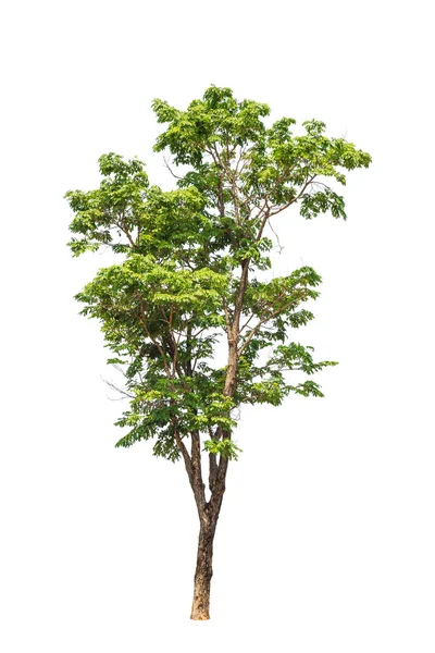 Pterocarpus indicus connu sous plusieurs noms communs, y compris Amb — Photo