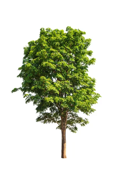 Pterocarpus indicus conhecido por vários nomes comuns, incluindo Amb — Fotografia de Stock
