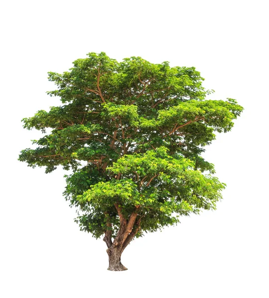 Rain tree (Albizia saman), tropical tree in the northeast of Tha — Stockfoto