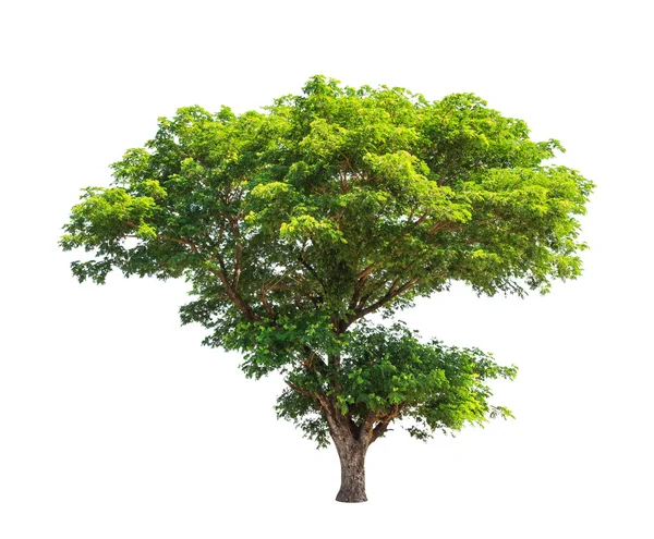 Rain tree (Albizia saman), tropical tree in the northeast of Tha — Stock Photo, Image