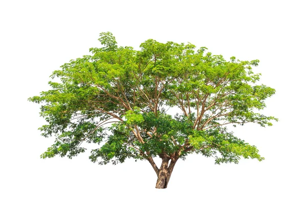 Rain tree (Albizia saman), tropical tree in the northeast of Tha — 图库照片