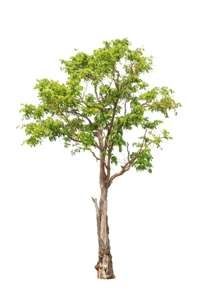 Pterocarpus indicus known by several common names, including Amb Stock Image