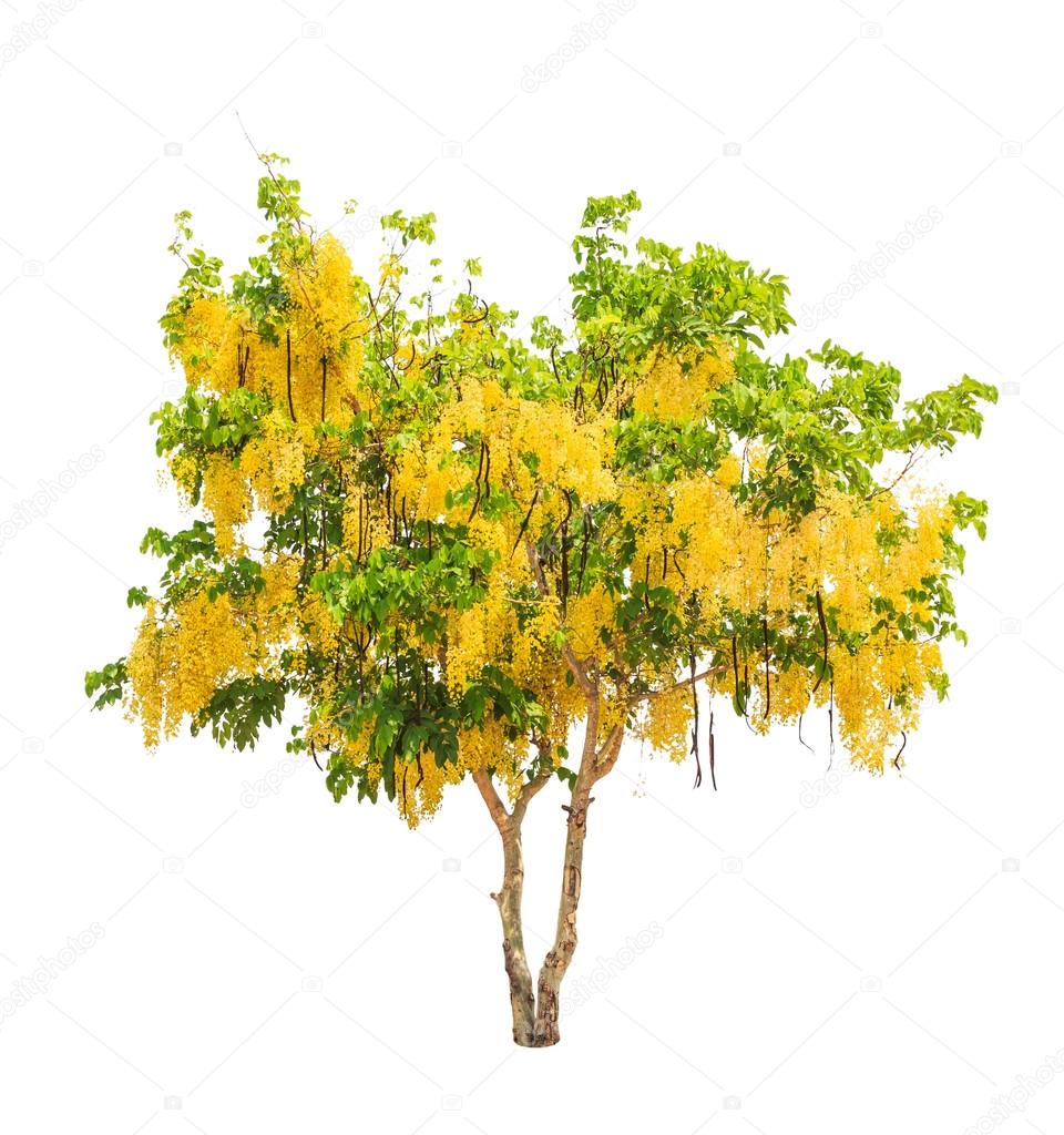 Golden shower tree (Cassia fistula), tropical tree in the northe ...