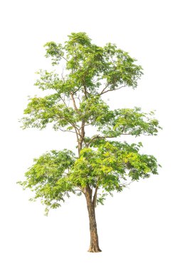 Pterocarpus indicus known by several common names, including Amb