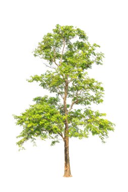 Pterocarpus indicus known by several common names, including Amb