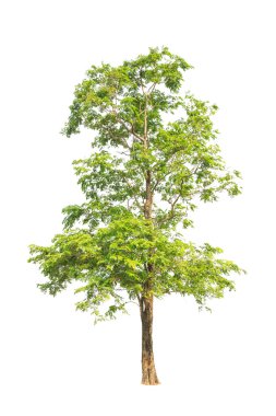 Pterocarpus indicus known by several common names, including Amb