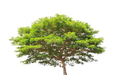 Rain tree (Albizia saman), tropical tree in the northeast of Tha