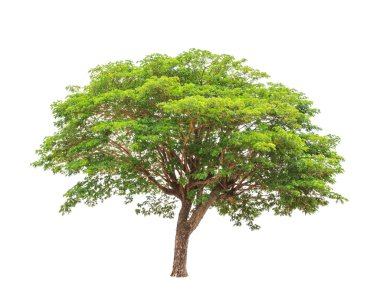 Rain tree (Albizia saman), tropical tree in the northeast of Tha