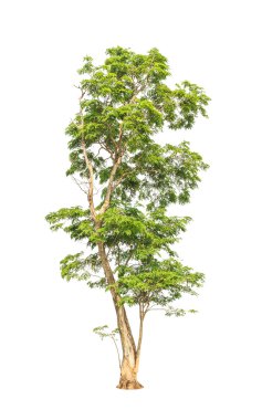 Pterocarpus indicus known by several common names, including Amb