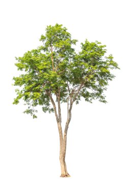 Pterocarpus indicus known by several common names, including Amb