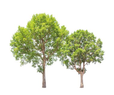 Irvingia malayana also known as Wild Almond, two tropical trees