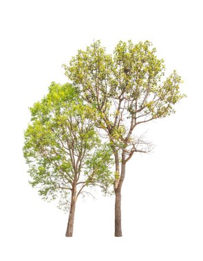 Two tropical trees in the northeast of Thailand isolated on whit