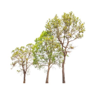 Three tropical trees in the northeast of Thailand isolated on wh