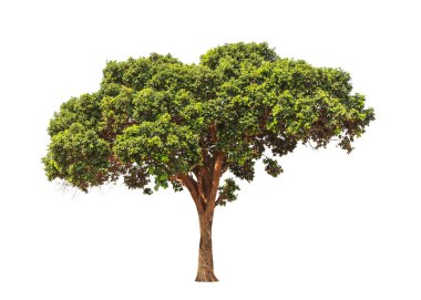 Parinari anamensis, tropical tree in the northeast of Thailand i