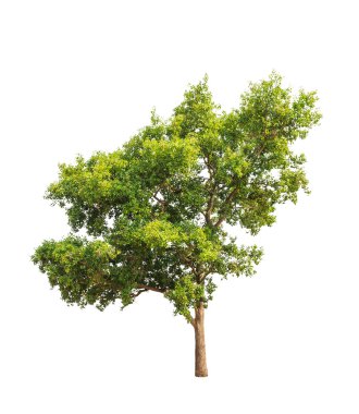 Parinari anamensis, tropical tree in the northeast of Thailand i