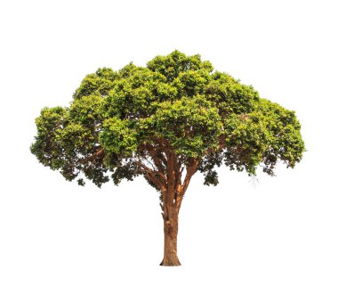 Parinari anamensis, tropical tree in the northeast of Thailand i