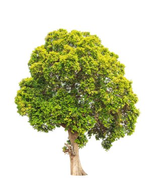 Parinari anamensis, tropical tree in the northeast of Thailand i