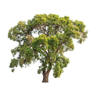 Parinari anamensis, tropical tree in the northeast of Thailand i