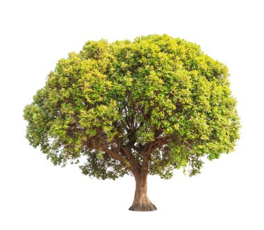 Parinari anamensis, tropical tree in the northeast of Thailand i