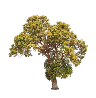 Parinari anamensis, tropical tree in the northeast of Thailand i
