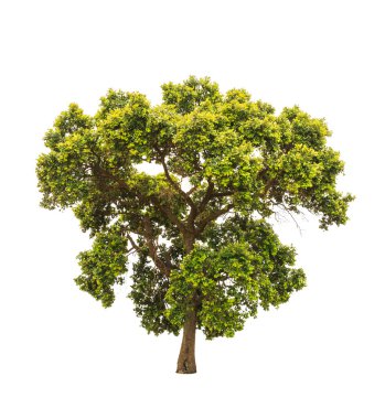Parinari anamensis, tropical tree in the northeast of Thailand i