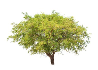 Demirhindi (Tamarindus indica) tropik ağaç kuzeydoğu