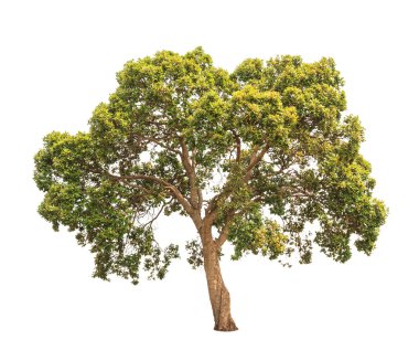 Parinari anamensis, tropical tree in the northeast of Thailand i