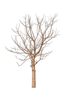 eski ve ölü ağaç beyaz zemin üzerine izole