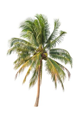 Beyaz arkaplanda izole edilmiş hindistan cevizi palmiyesi