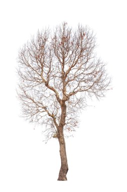 eski ve ölü ağaç beyaz zemin üzerine izole